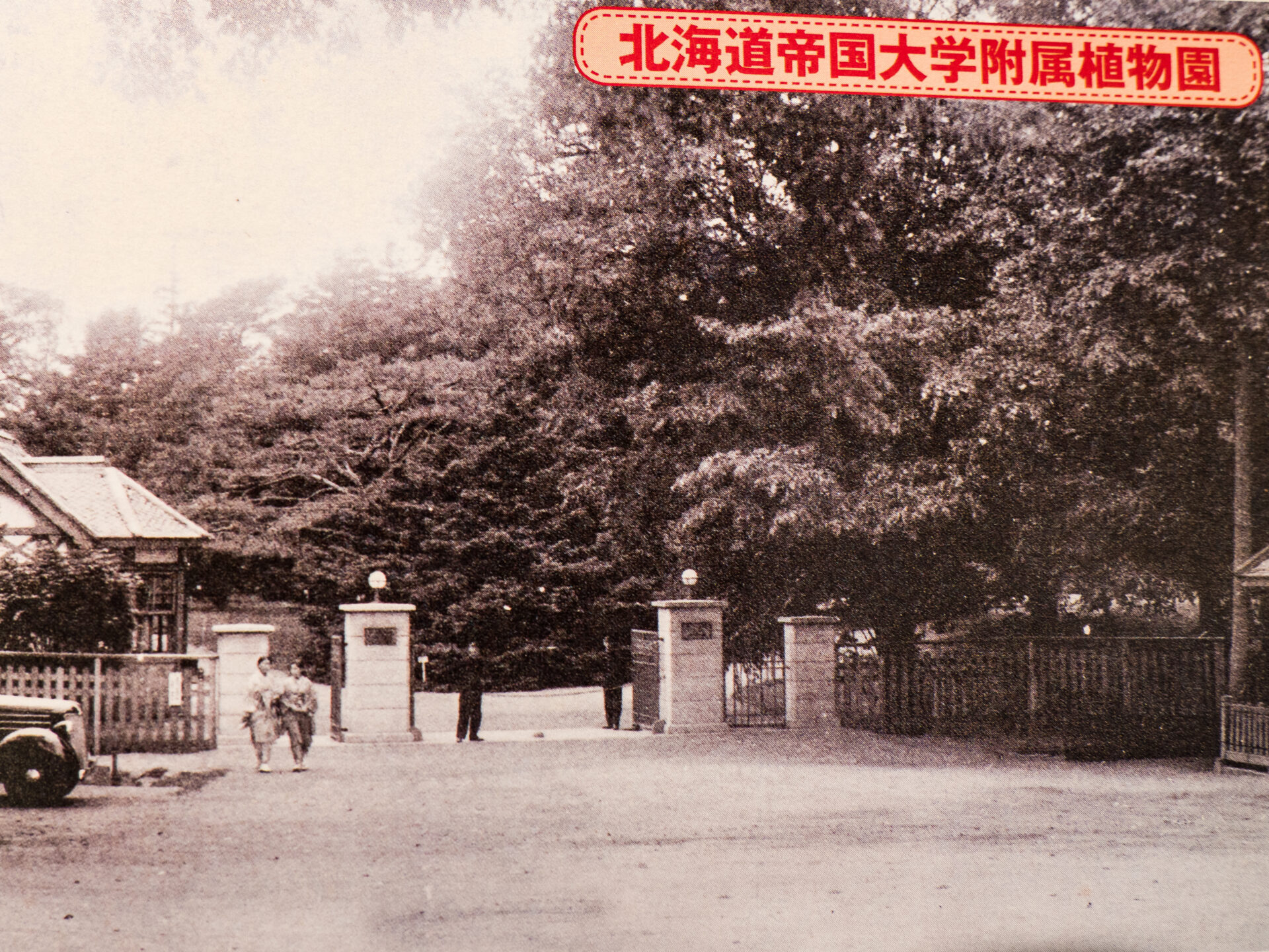 北海道大学付属植物園 　